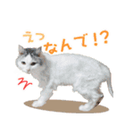 まい＆ぴっか☆愛スタンプ（個別スタンプ：20）