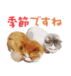 まい＆ぴっか☆愛スタンプ（個別スタンプ：39）