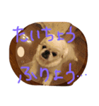 高良家のみるちゃん！（個別スタンプ：5）