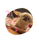 高良家のみるちゃん！（個別スタンプ：6）