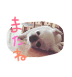 高良家のみるちゃん！（個別スタンプ：11）