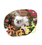 高良家のみるちゃん！（個別スタンプ：14）