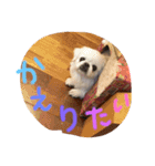 高良家のみるちゃん！（個別スタンプ：15）