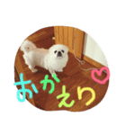 高良家のみるちゃん！（個別スタンプ：16）