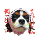 ラスアロ日記U^ェ^U with マロン♪（個別スタンプ：3）