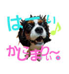 ラスアロ日記U^ェ^U with マロン♪（個別スタンプ：17）