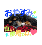 ラスアロ日記U^ェ^U with マロン♪（個別スタンプ：19）