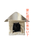 黒猫クラブ（個別スタンプ：7）