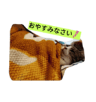 happy kitty（個別スタンプ：1）