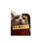 happy kitty（個別スタンプ：4）