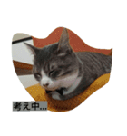 happy kitty（個別スタンプ：5）