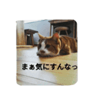 happy kitty（個別スタンプ：6）
