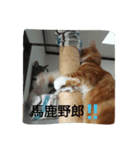 happy kitty（個別スタンプ：7）