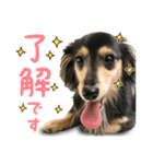 日常で使える！！ミニチュア・ダックス（個別スタンプ：1）