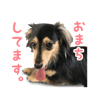 日常で使える！！ミニチュア・ダックス（個別スタンプ：5）