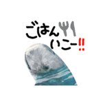 水族館のにんきもの 1（個別スタンプ：3）