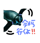 水族館のにんきもの 1（個別スタンプ：4）