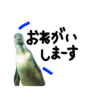 水族館のにんきもの 1（個別スタンプ：12）