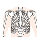 人体の骨格（個別スタンプ：4）