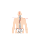 人体の骨格（個別スタンプ：6）