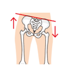 人体の骨格（個別スタンプ：13）