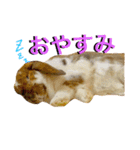うさぎのモカ蔵（個別スタンプ：1）