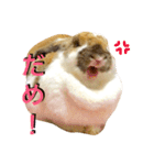 うさぎのモカ蔵（個別スタンプ：5）
