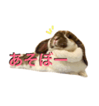 うさぎのモカ蔵（個別スタンプ：7）