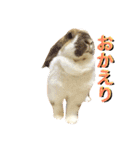 うさぎのモカ蔵（個別スタンプ：10）