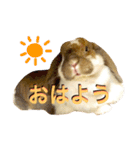 うさぎのモカ蔵（個別スタンプ：11）