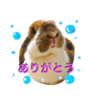 うさぎのモカ蔵（個別スタンプ：13）