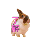 うさぎのモカ蔵（個別スタンプ：19）
