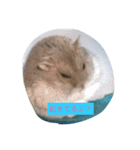 すずまるだよ（個別スタンプ：5）