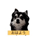 ちょことあずさ（個別スタンプ：1）