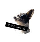 ちょことあずさ（個別スタンプ：5）