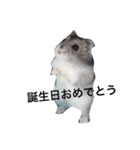 ちょことあずさ（個別スタンプ：16）