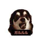 ちょことあずさ（個別スタンプ：21）