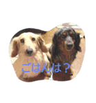 ダミニチュアダックスちゃん（個別スタンプ：5）