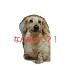 ダミニチュアダックスちゃん（個別スタンプ：9）