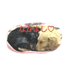 ダミニチュアダックスちゃん（個別スタンプ：10）