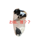 ダミニチュアダックスちゃん（個別スタンプ：14）