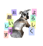 我が家の可愛い子ちゃん（個別スタンプ：2）