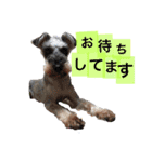 我が家の可愛い子ちゃん（個別スタンプ：8）