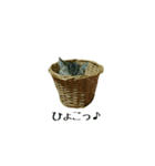 Happy combi stamp of SACHI and FUKU（個別スタンプ：3）