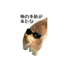Happy combi stamp of SACHI and FUKU（個別スタンプ：6）