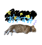 ロイくんとさんまさん（個別スタンプ：2）