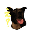 ロイくんとさんまさん（個別スタンプ：5）