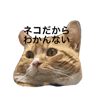 ロイくんとさんまさん（個別スタンプ：7）
