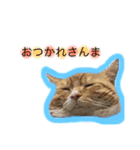 ロイくんとさんまさん（個別スタンプ：14）