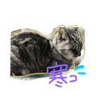 ニャーーーーーた（個別スタンプ：1）